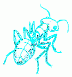 ant-8-small_153