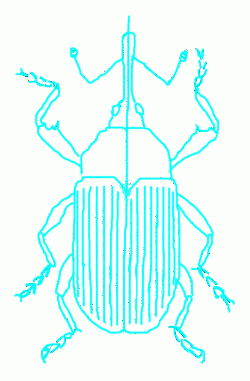 weevil-7_784